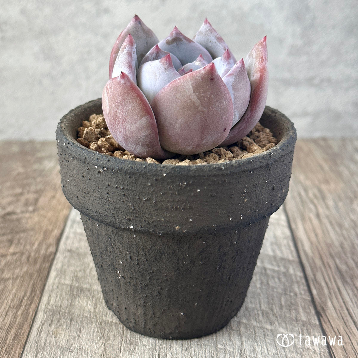 산아