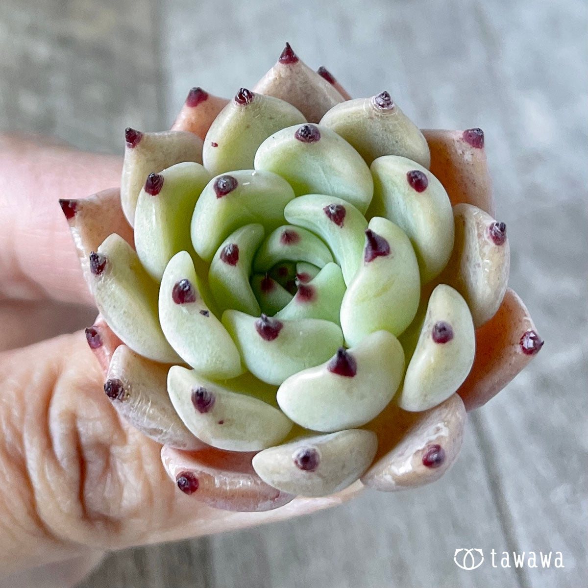 인디고 미니 × 사라히메 (챔피언 모종)