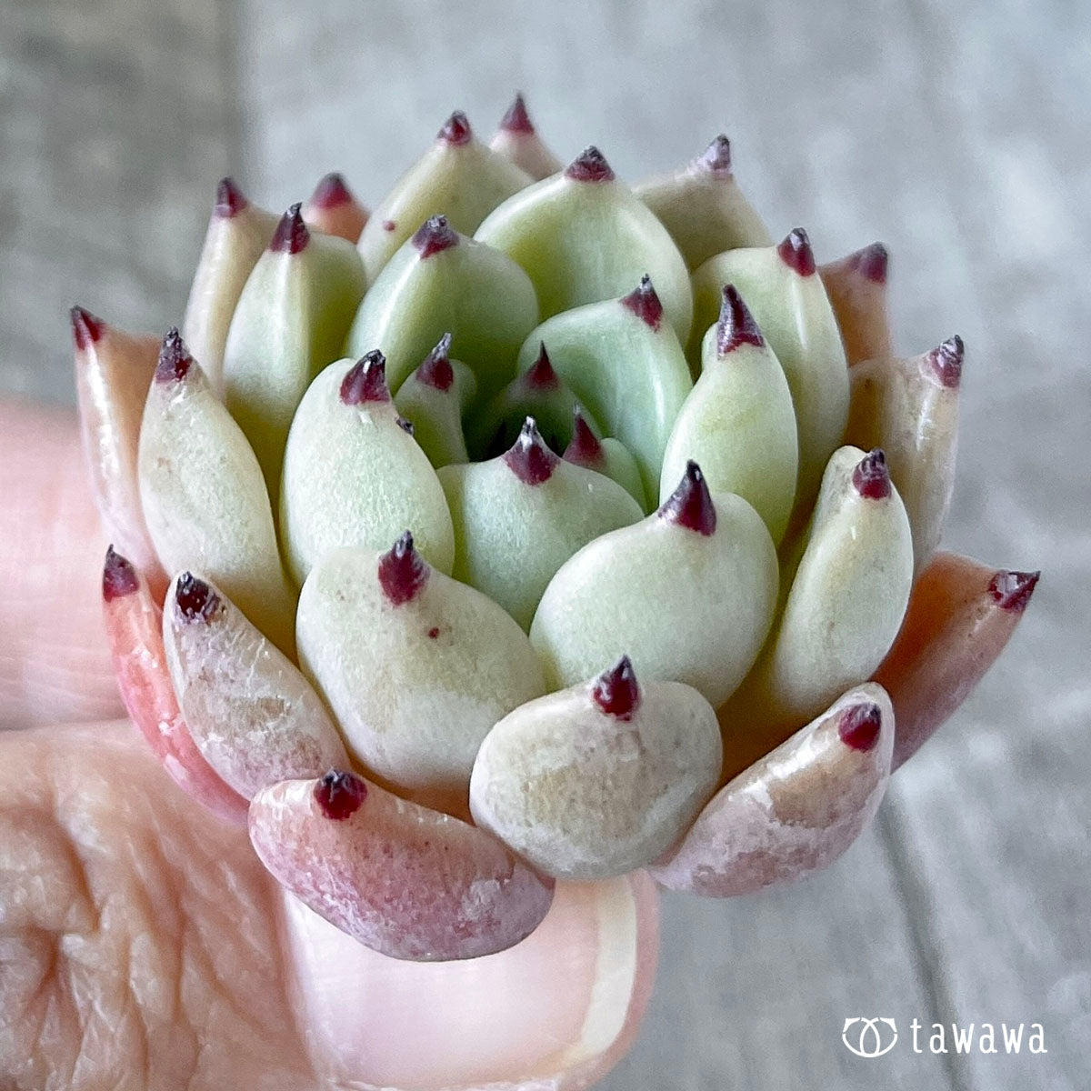 인디고 미니 × 사라히메 (챔피언 모종)
