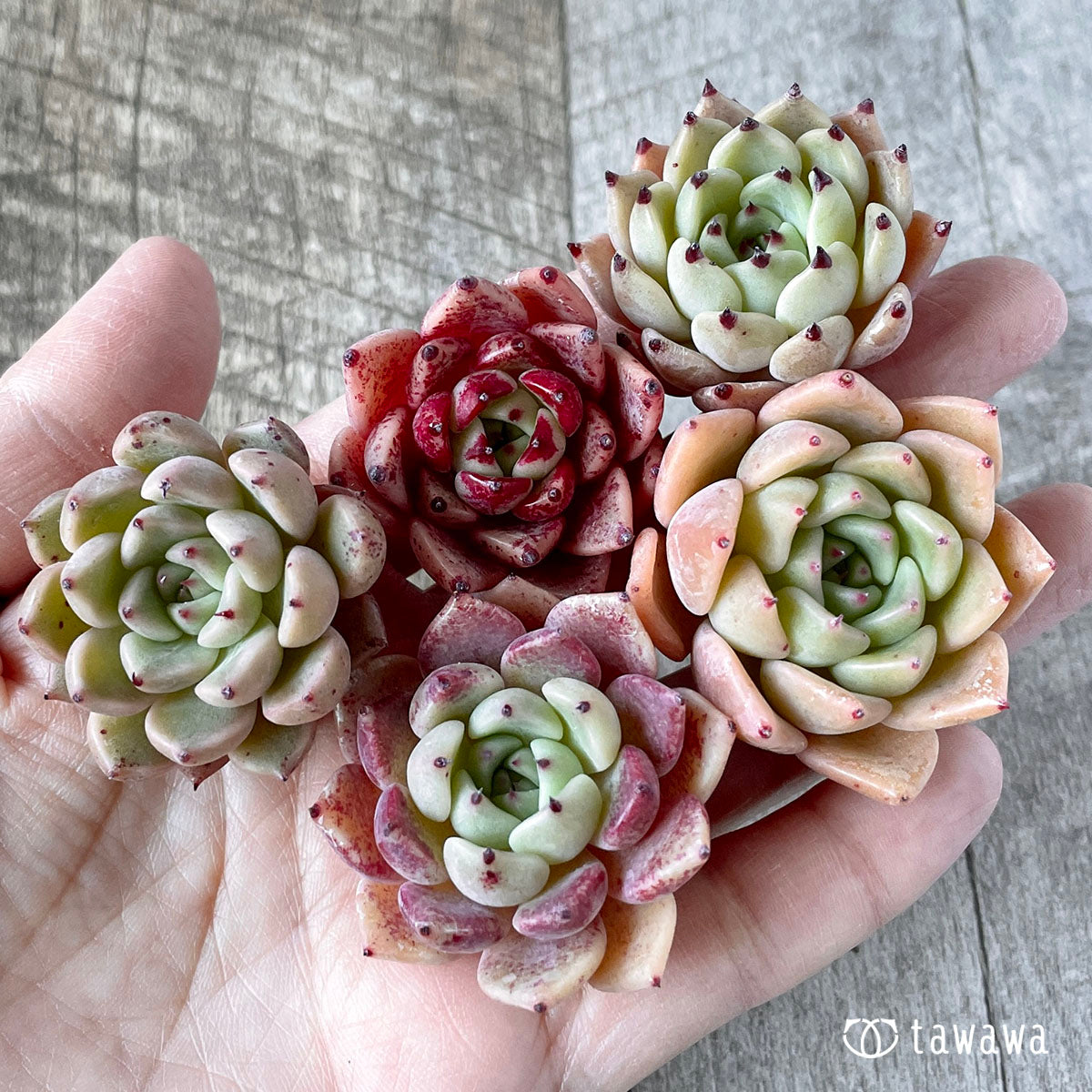 New Arrivals: Ice Green