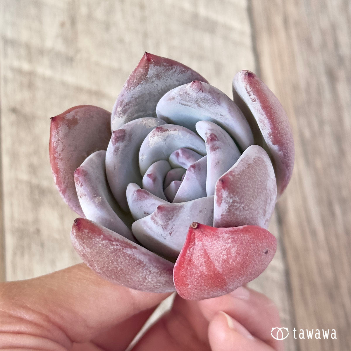 산아