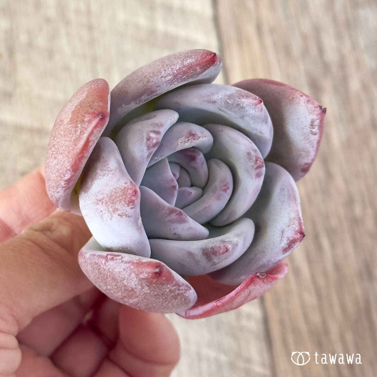 산아
