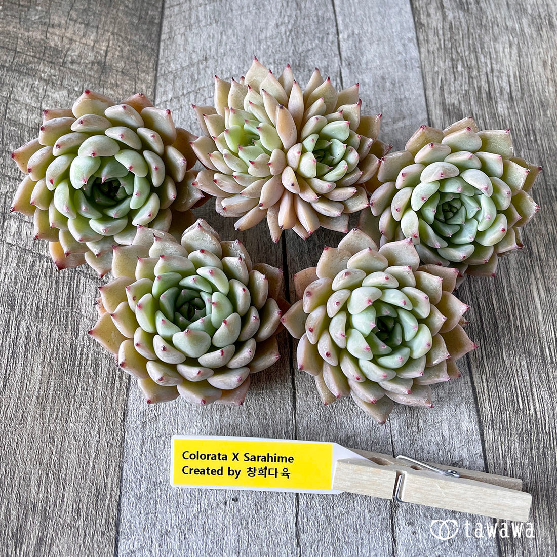 New Arrivals: Ice Green