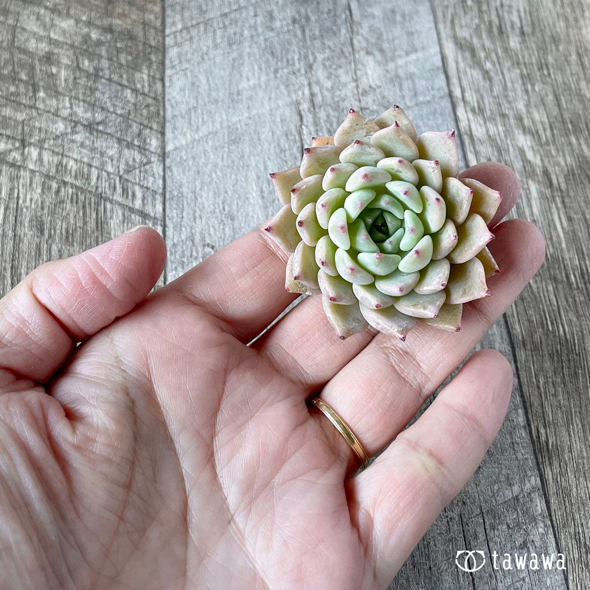 콜로라타 × 사라히메 (챔피언 모종)