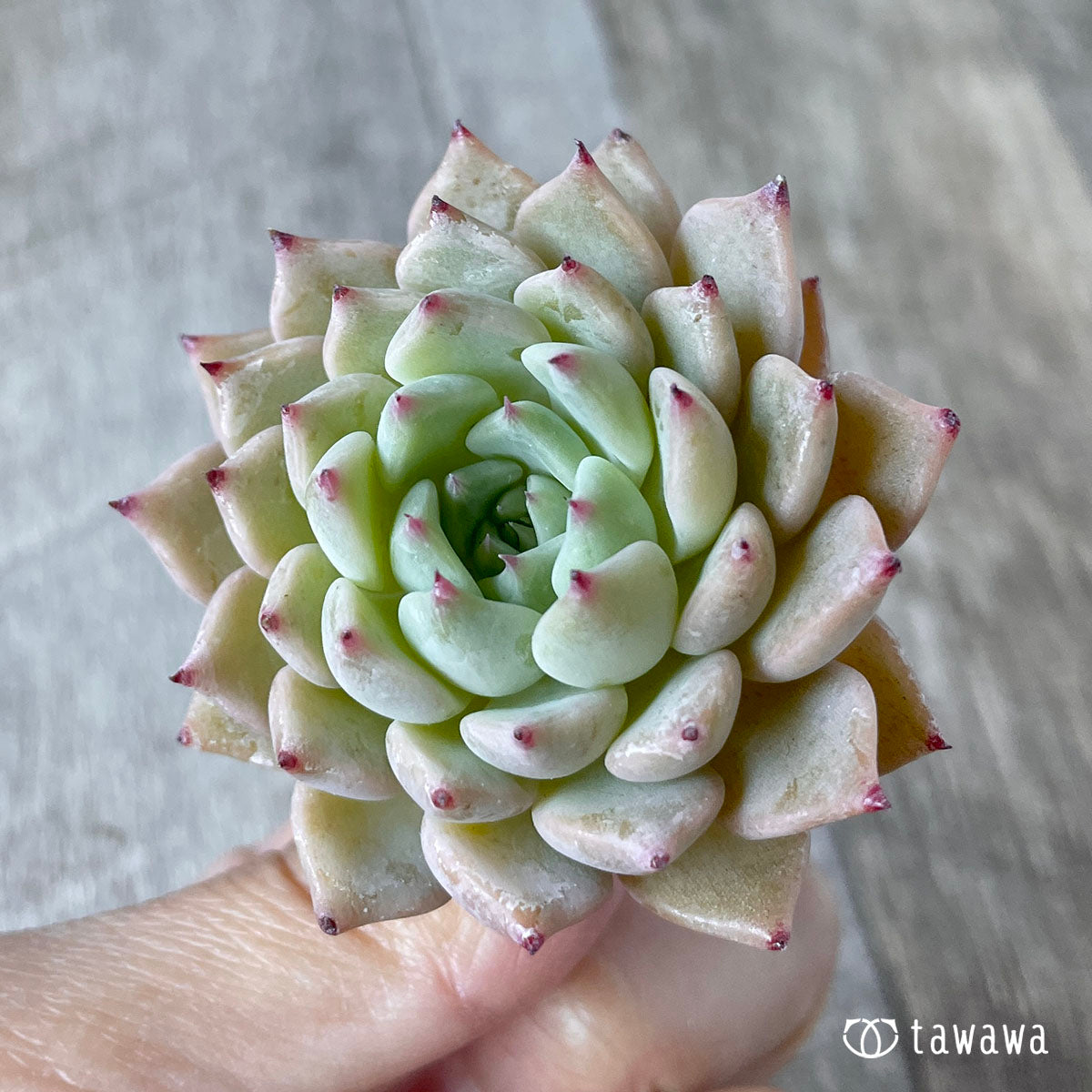 콜로라타 × 사라히메 (챔피언 모종)