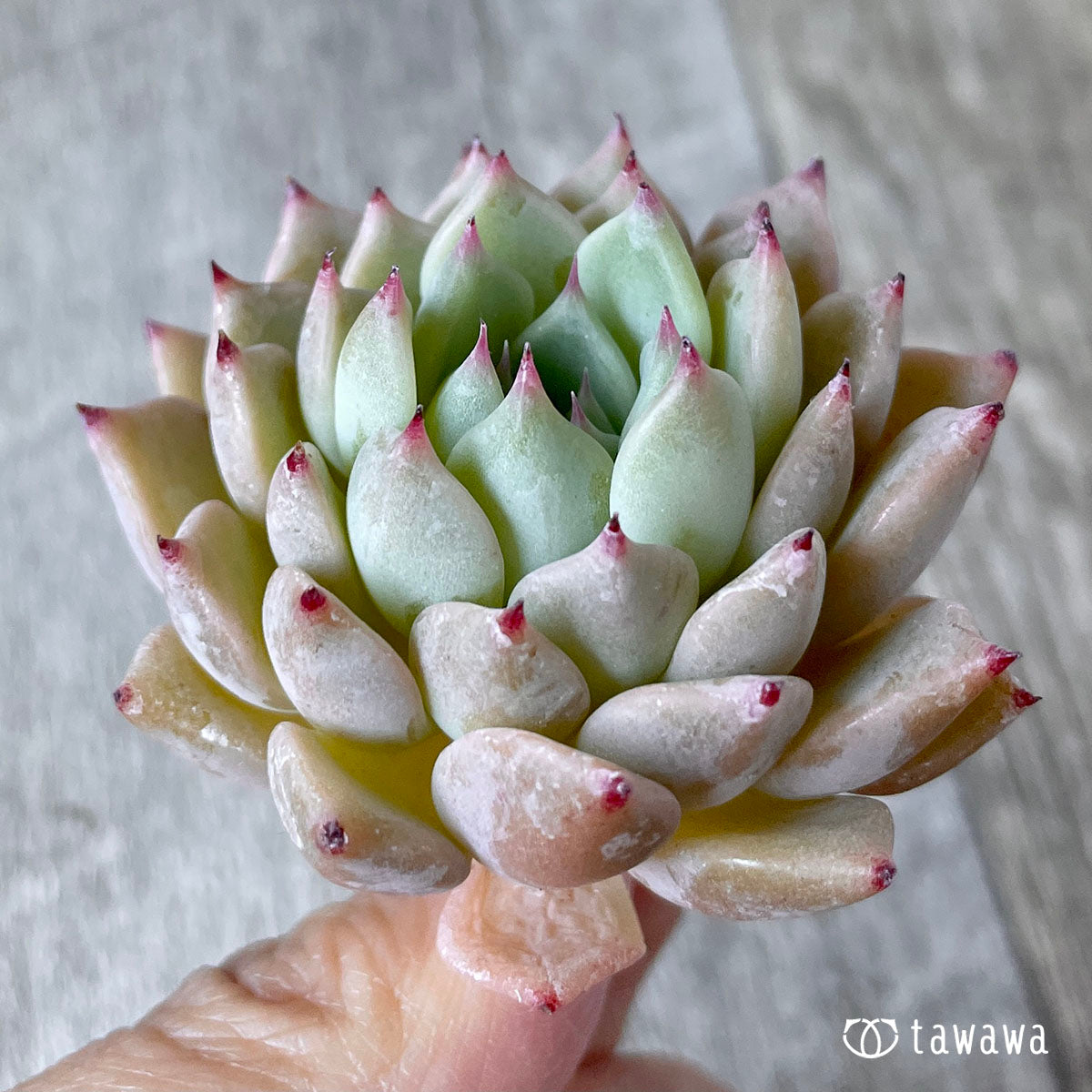 콜로라타 × 사라히메 (챔피언 모종)