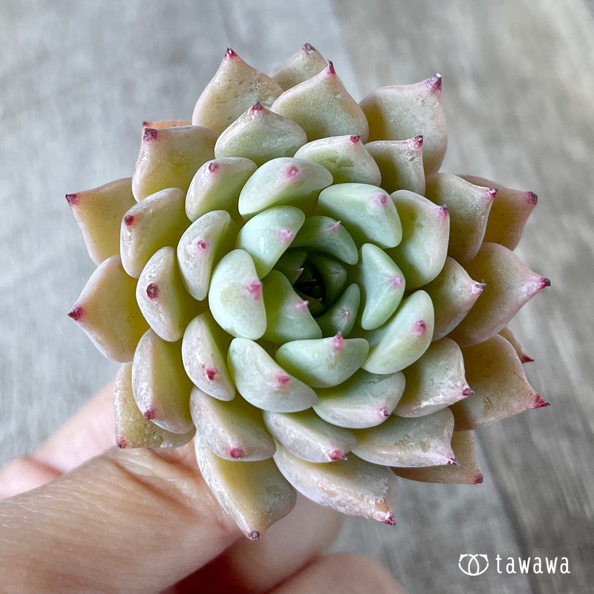 콜로라타 × 사라히메 (챔피언 모종)