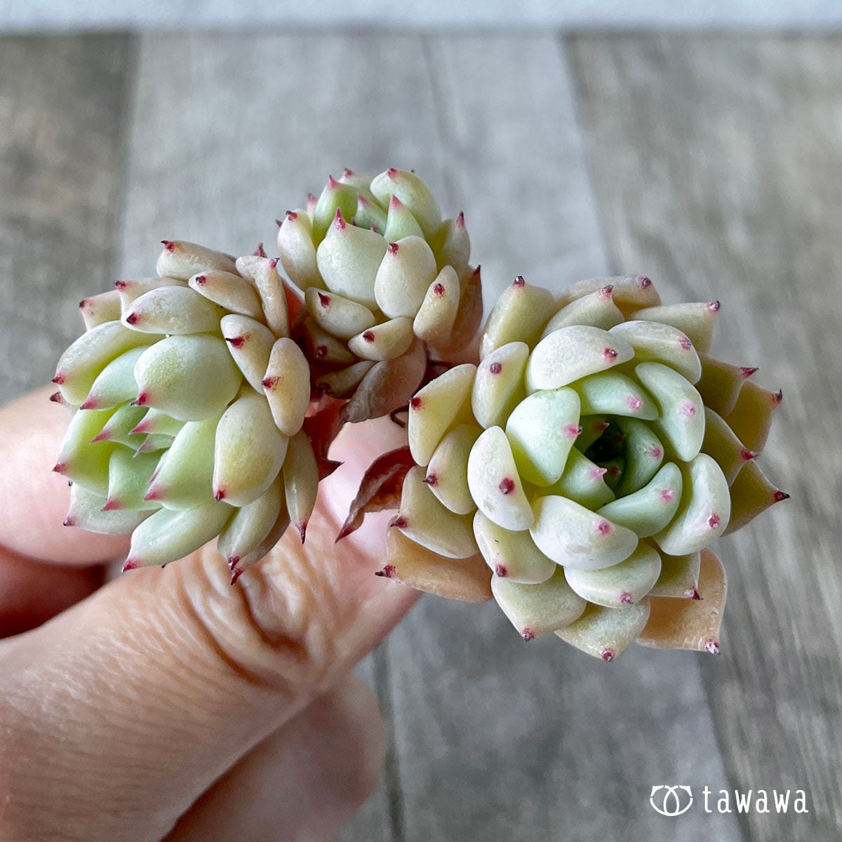 콜로라타 × 사라히메 (챔피언 모종)