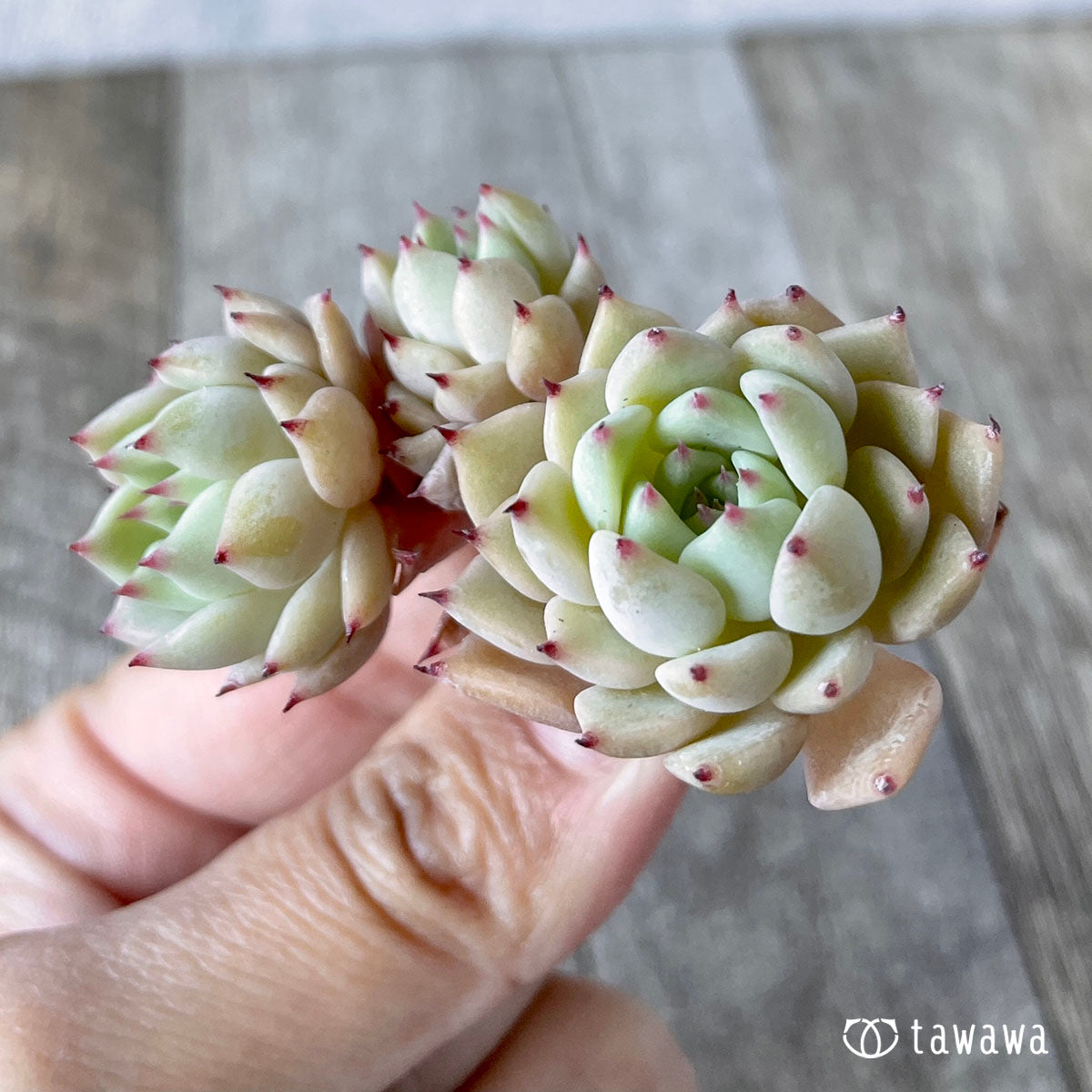 콜로라타 × 사라히메 (챔피언 모종)