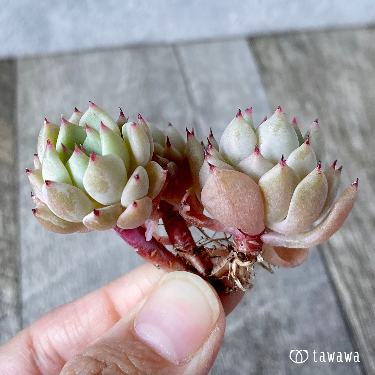콜로라타 × 사라히메 (챔피언 모종)