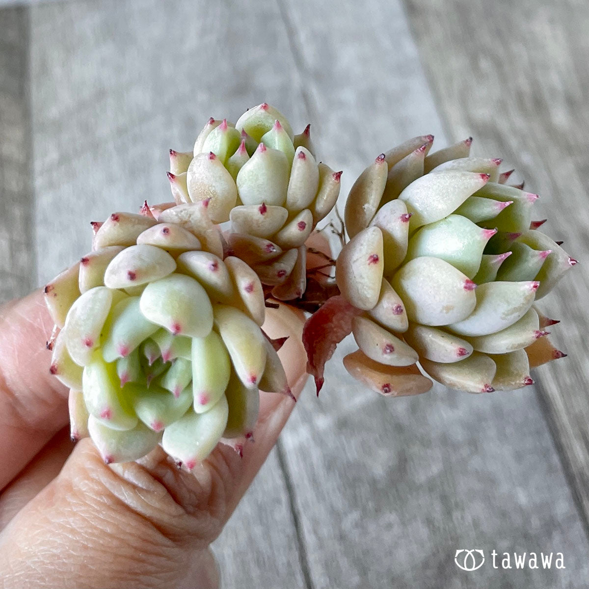콜로라타 × 사라히메 (챔피언 모종)