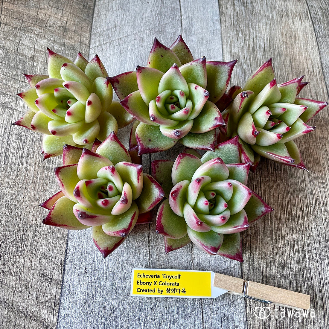 New Arrivals: Ice Green