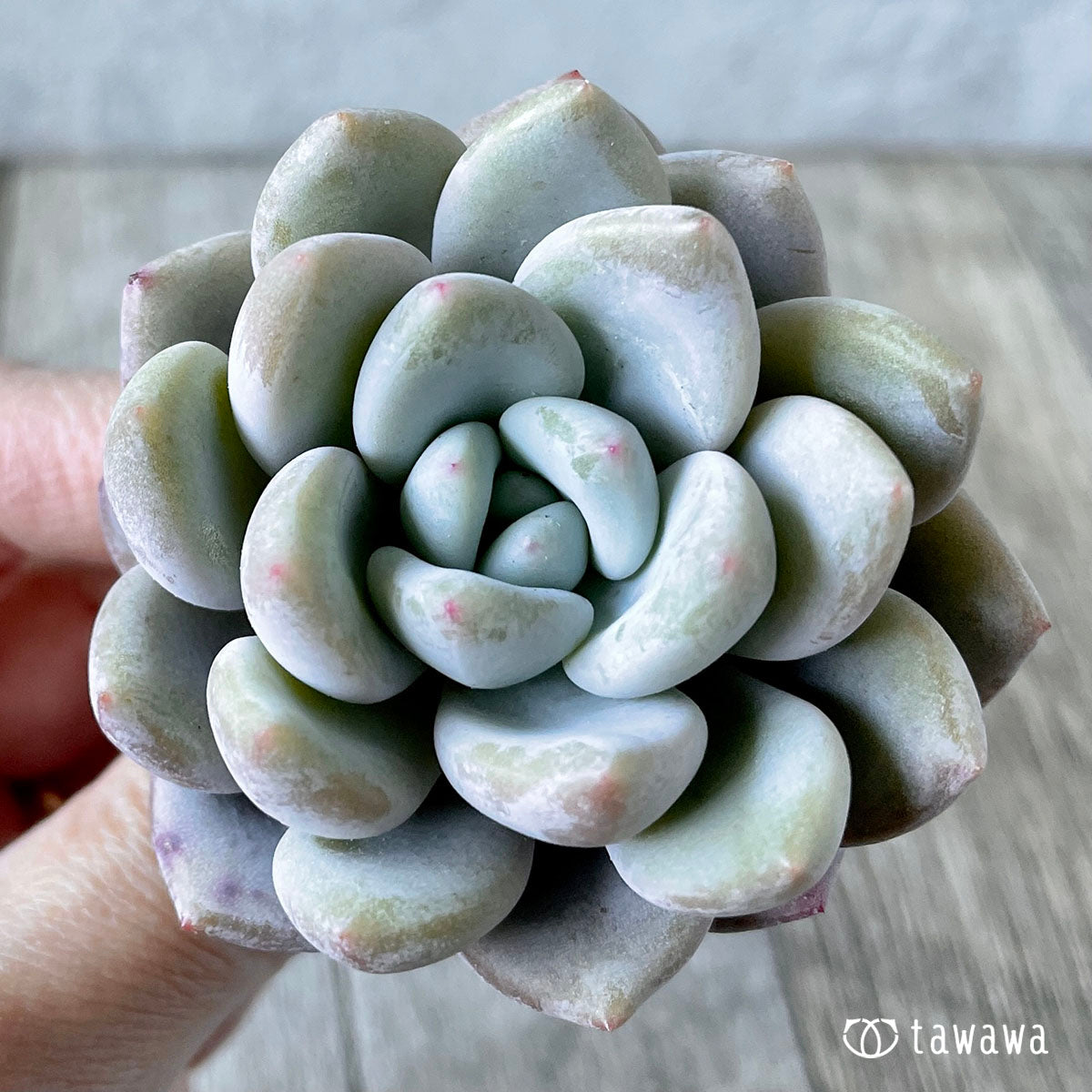 먼로 퀸