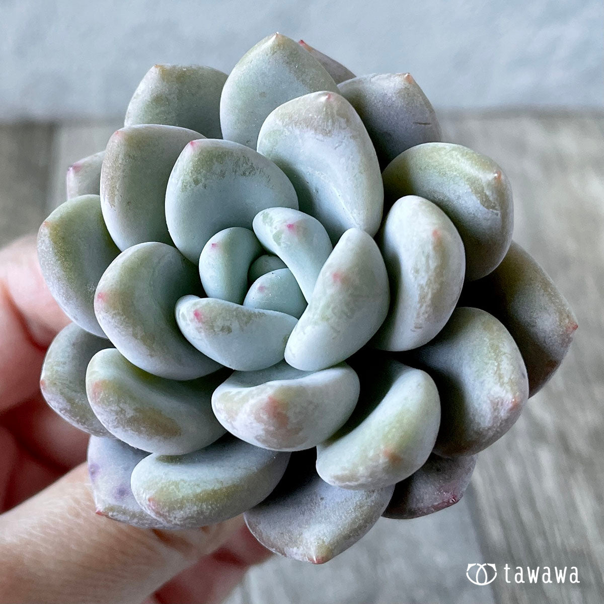 먼로 퀸