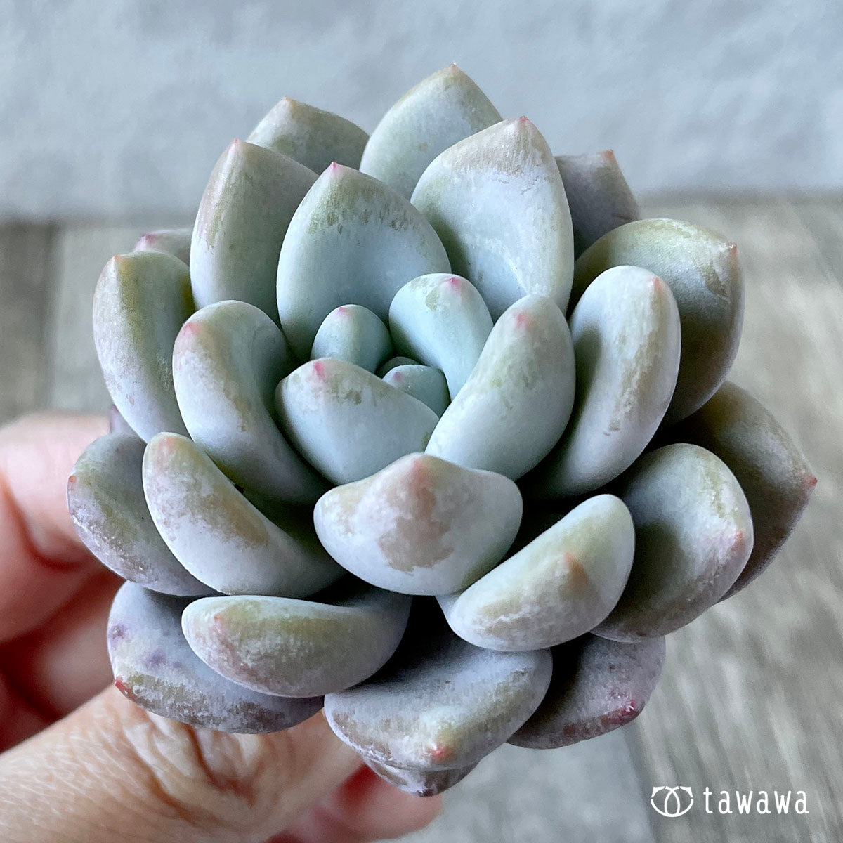 먼로 퀸