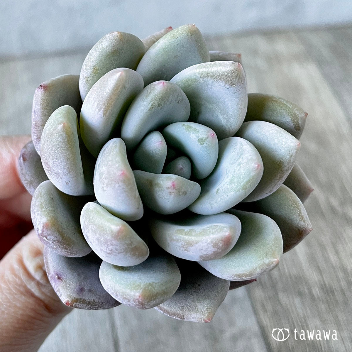 먼로 퀸