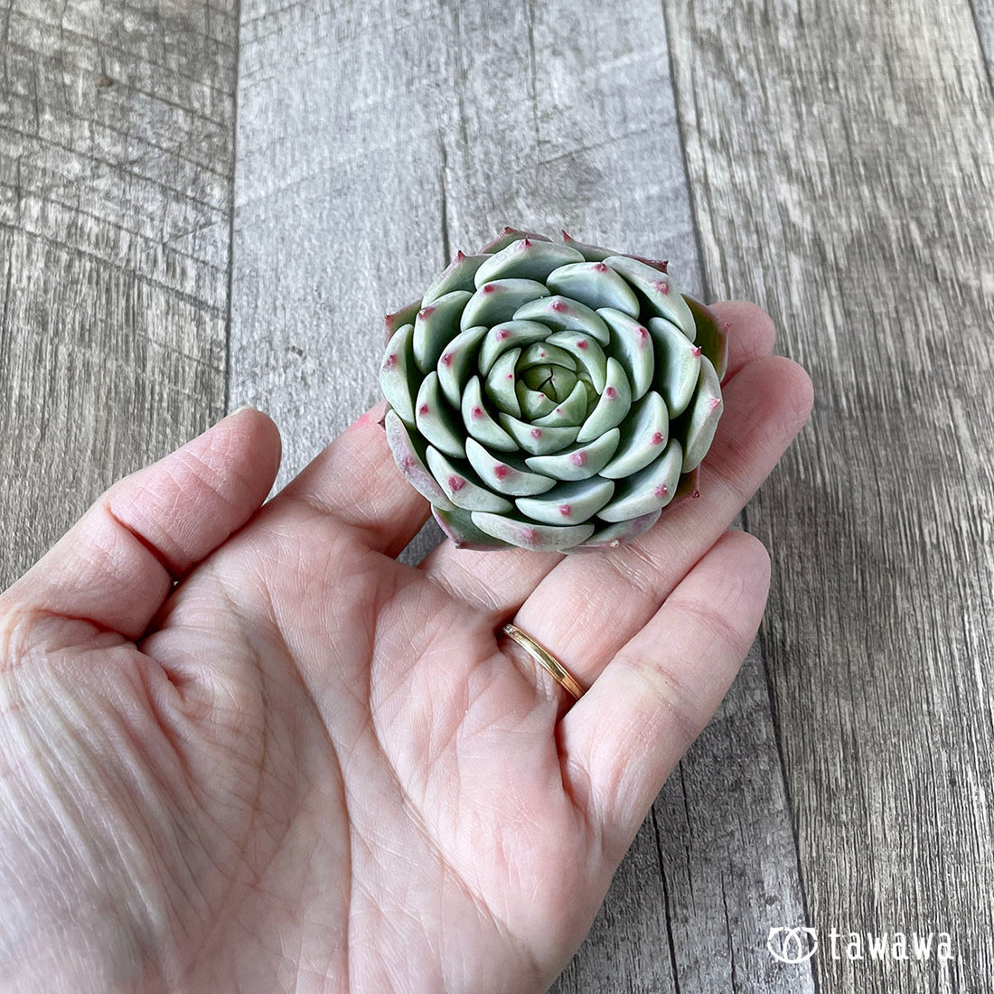 New Arrivals: Ice Green