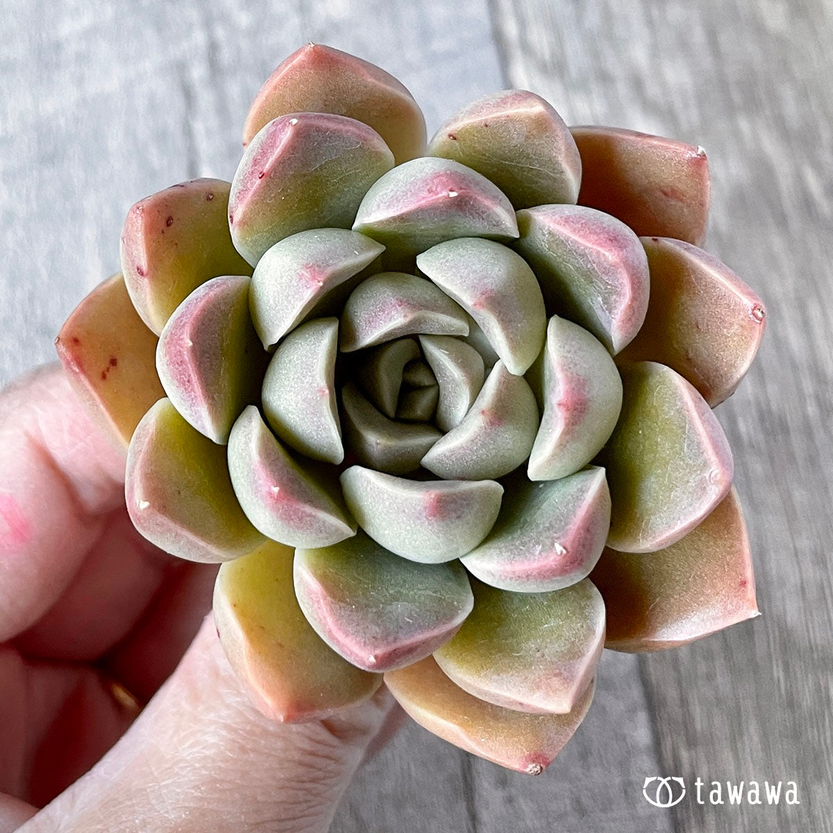 모랄비