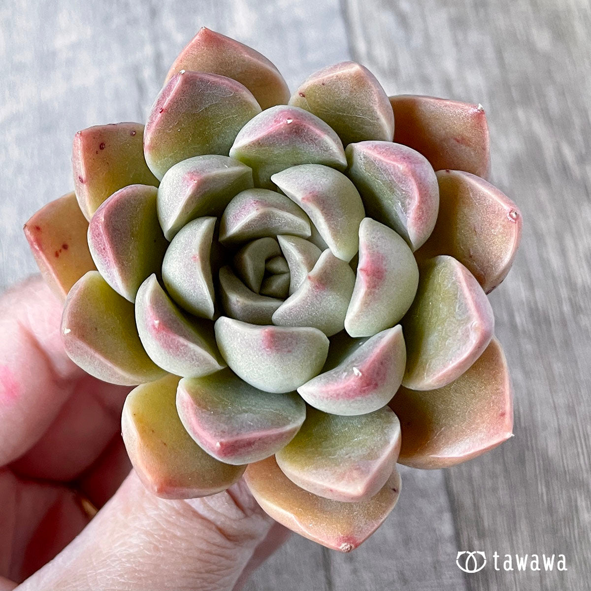 모랄비