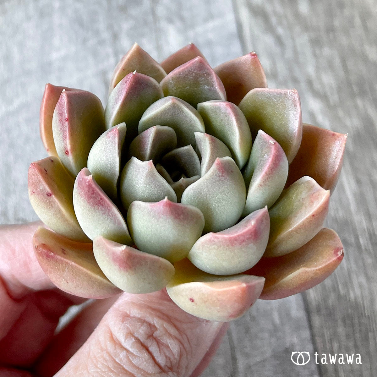 모랄비