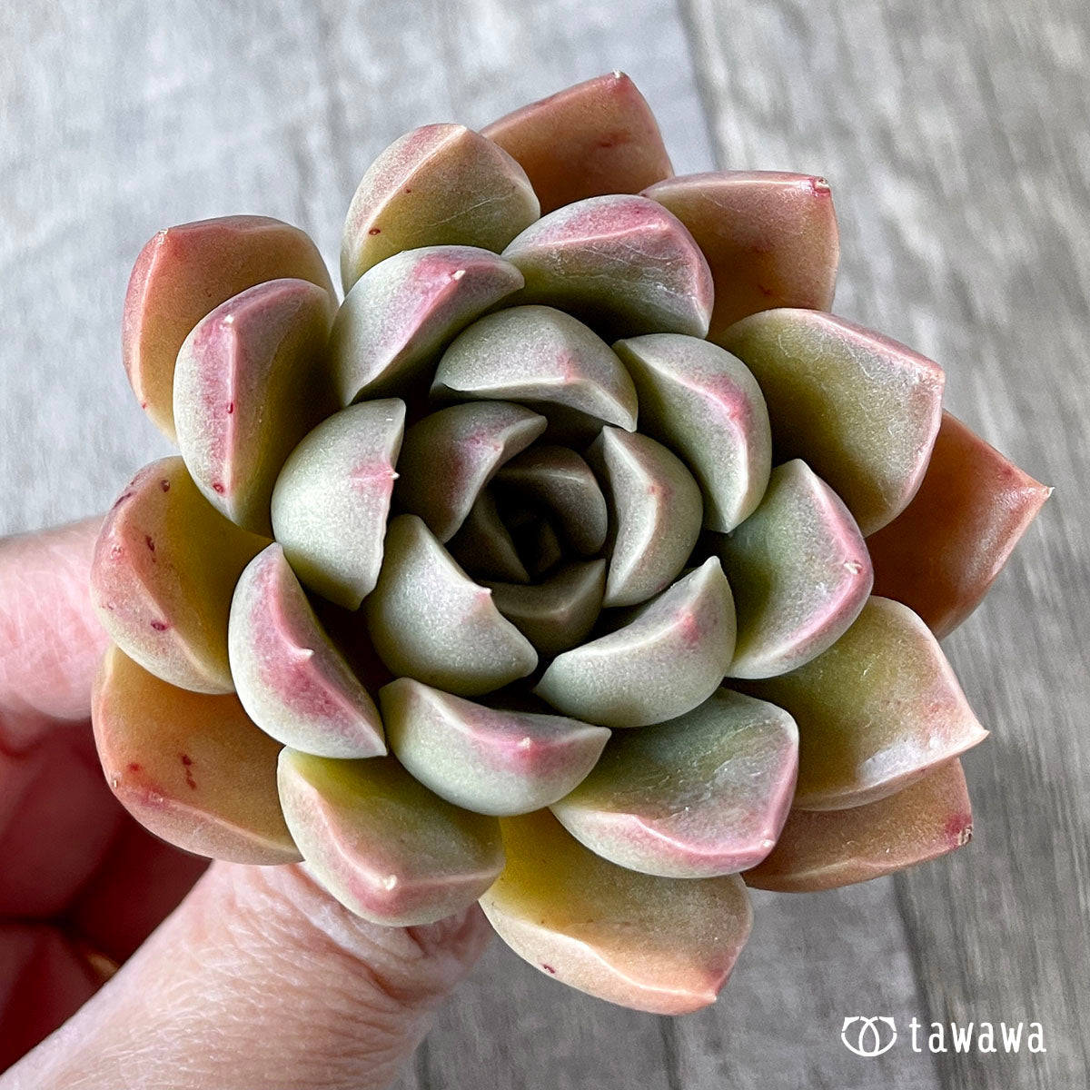 모랄비