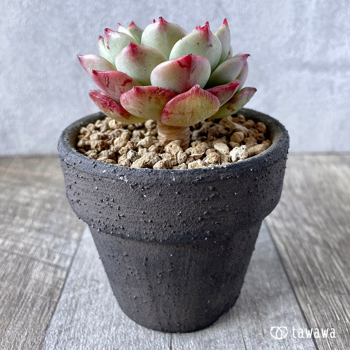 벨라돈나