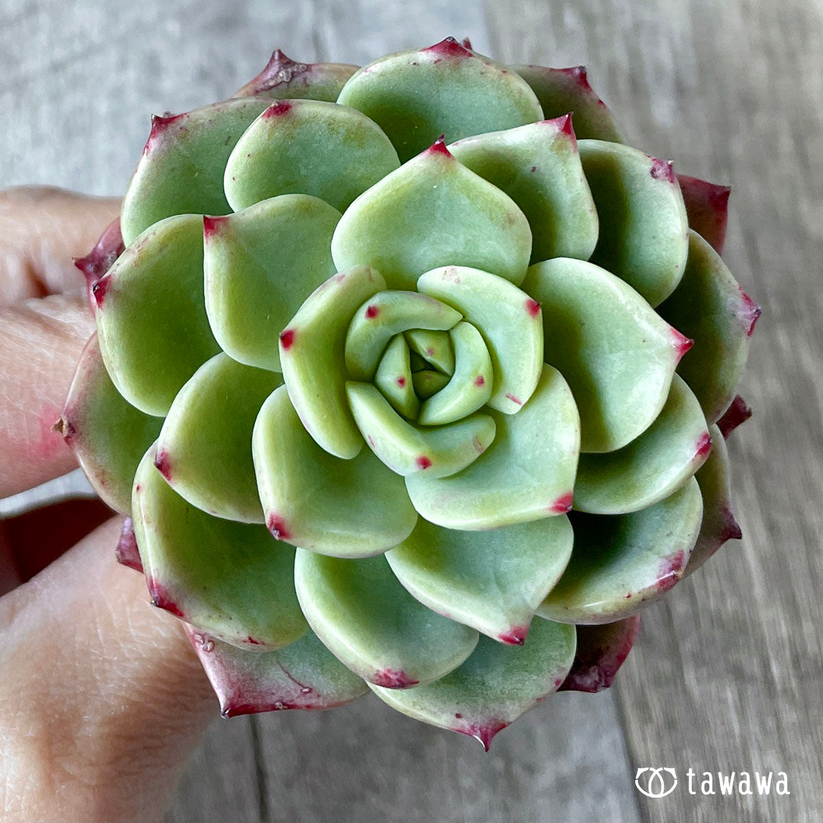 벨라돈나