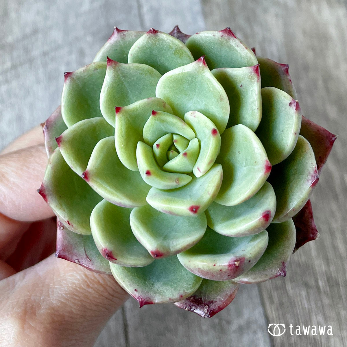 벨라돈나