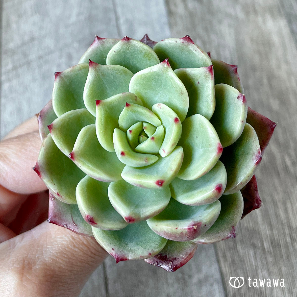 벨라돈나