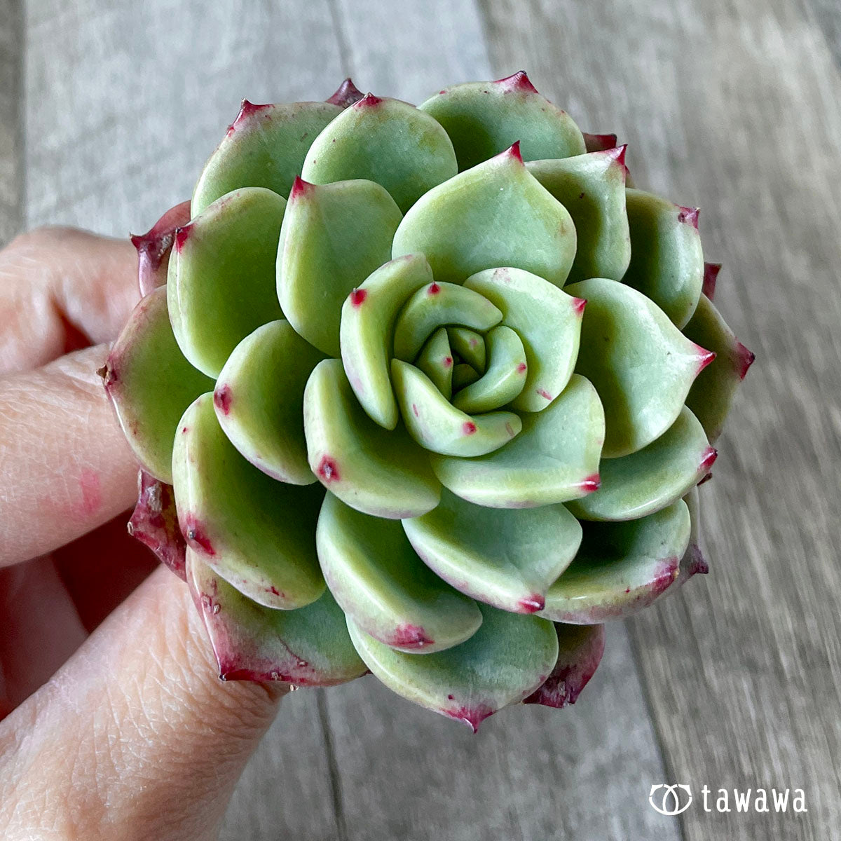 벨라돈나