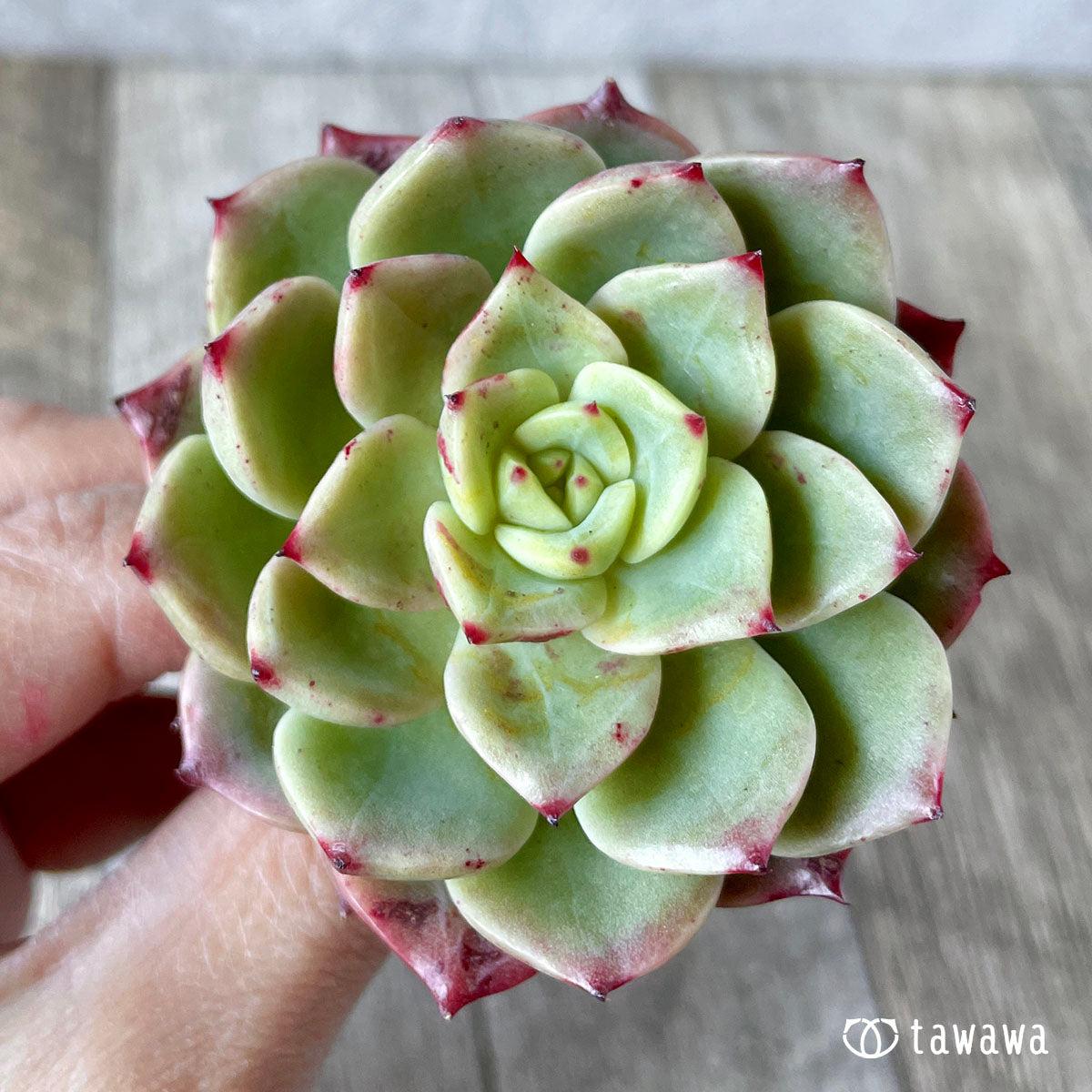 벨라돈나