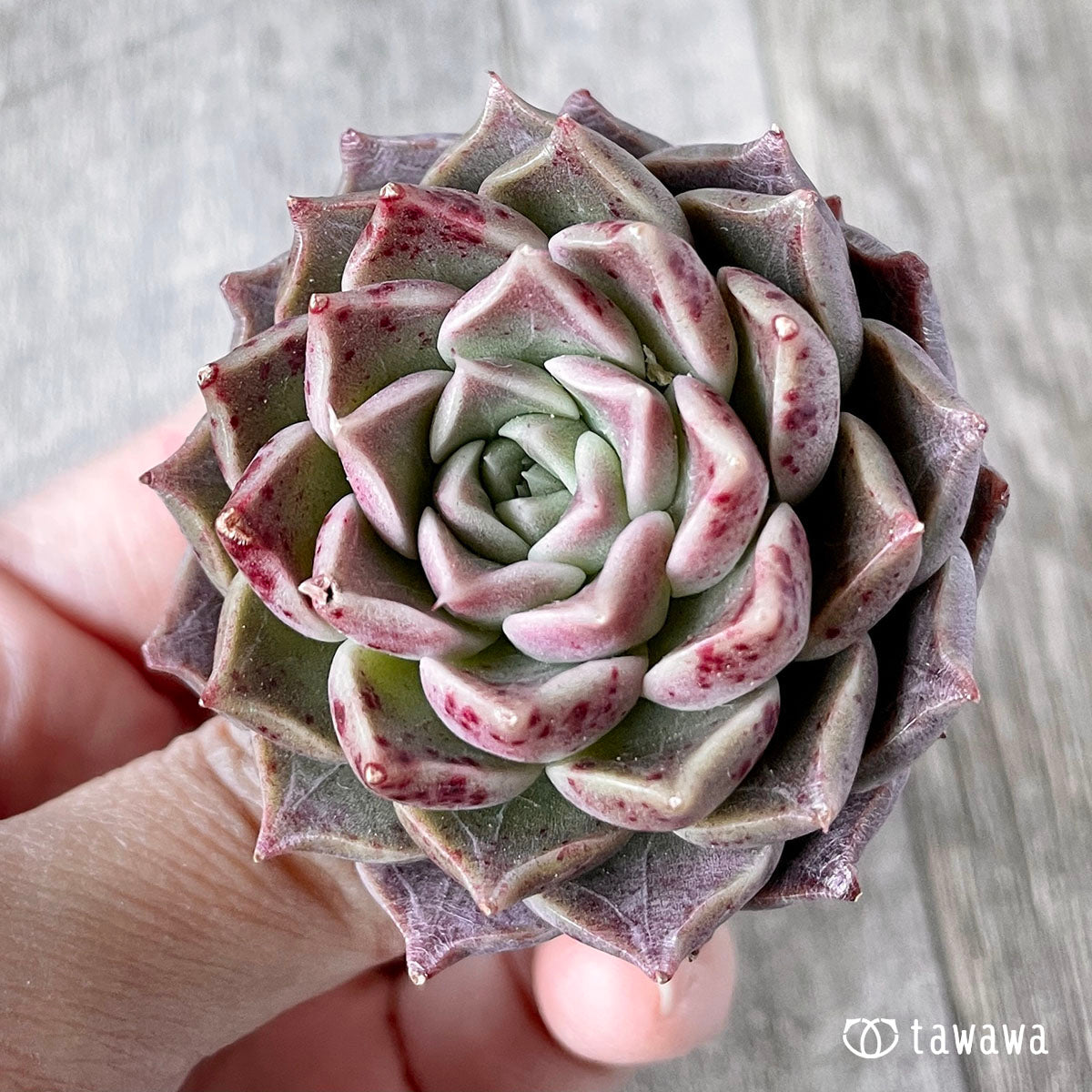 레드리나