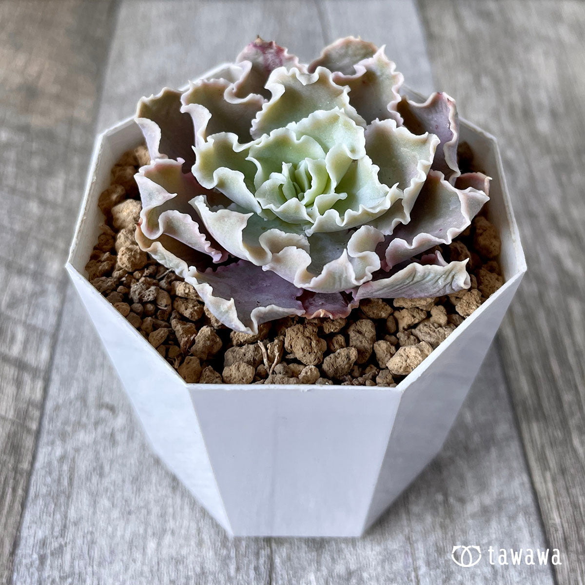 New Arrival* Cubic Frost