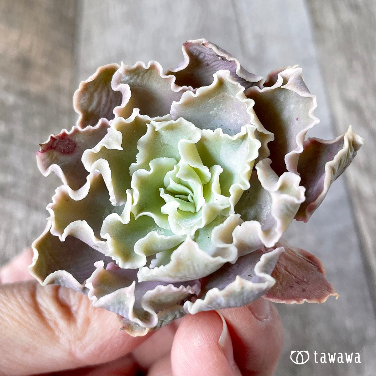 New Arrival* Cubic Frost