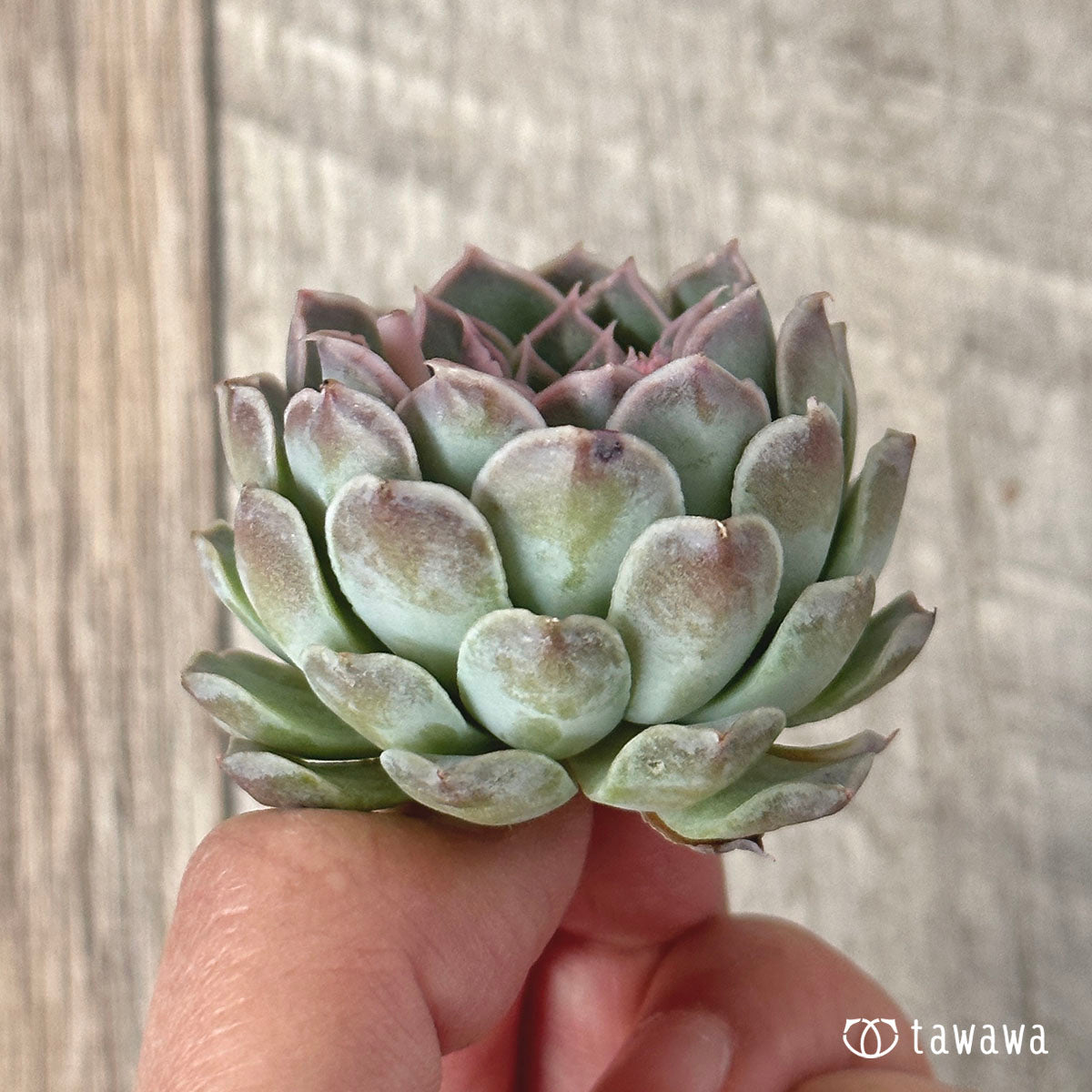 산체스
