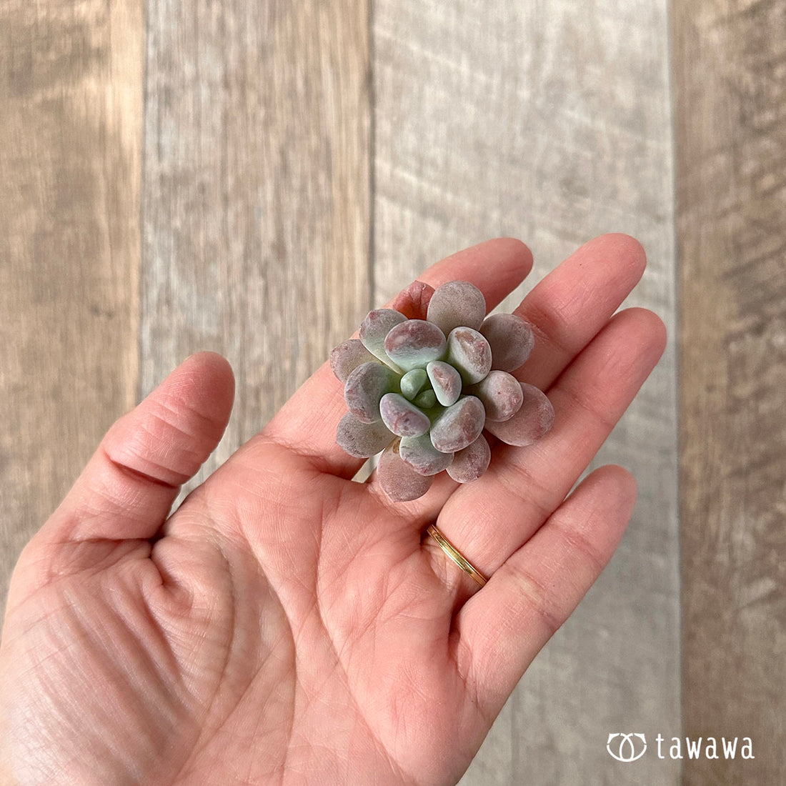 dance performance held in April by geisha and maiko in Kyoto&