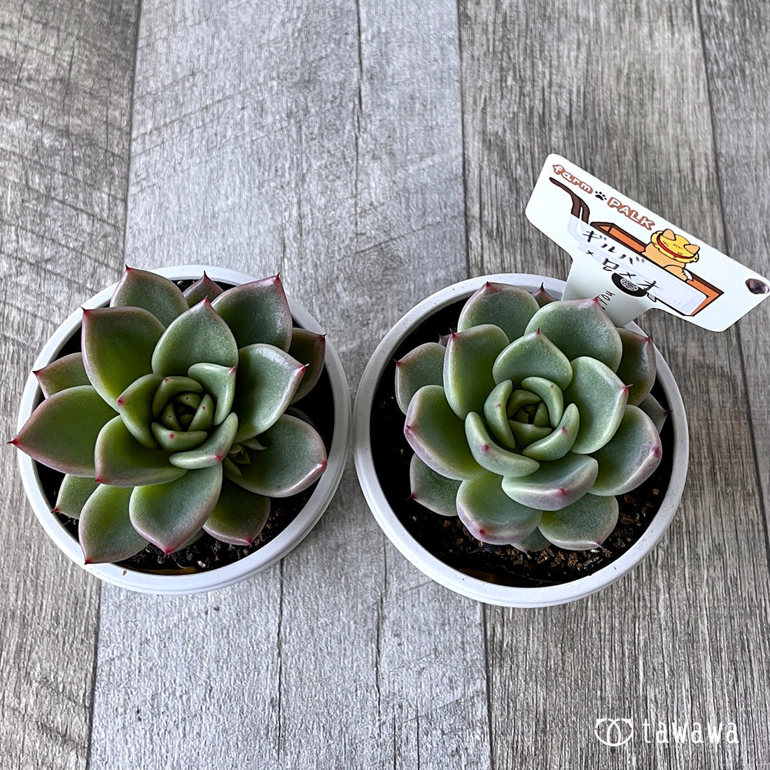 New Arrival* Star Mark