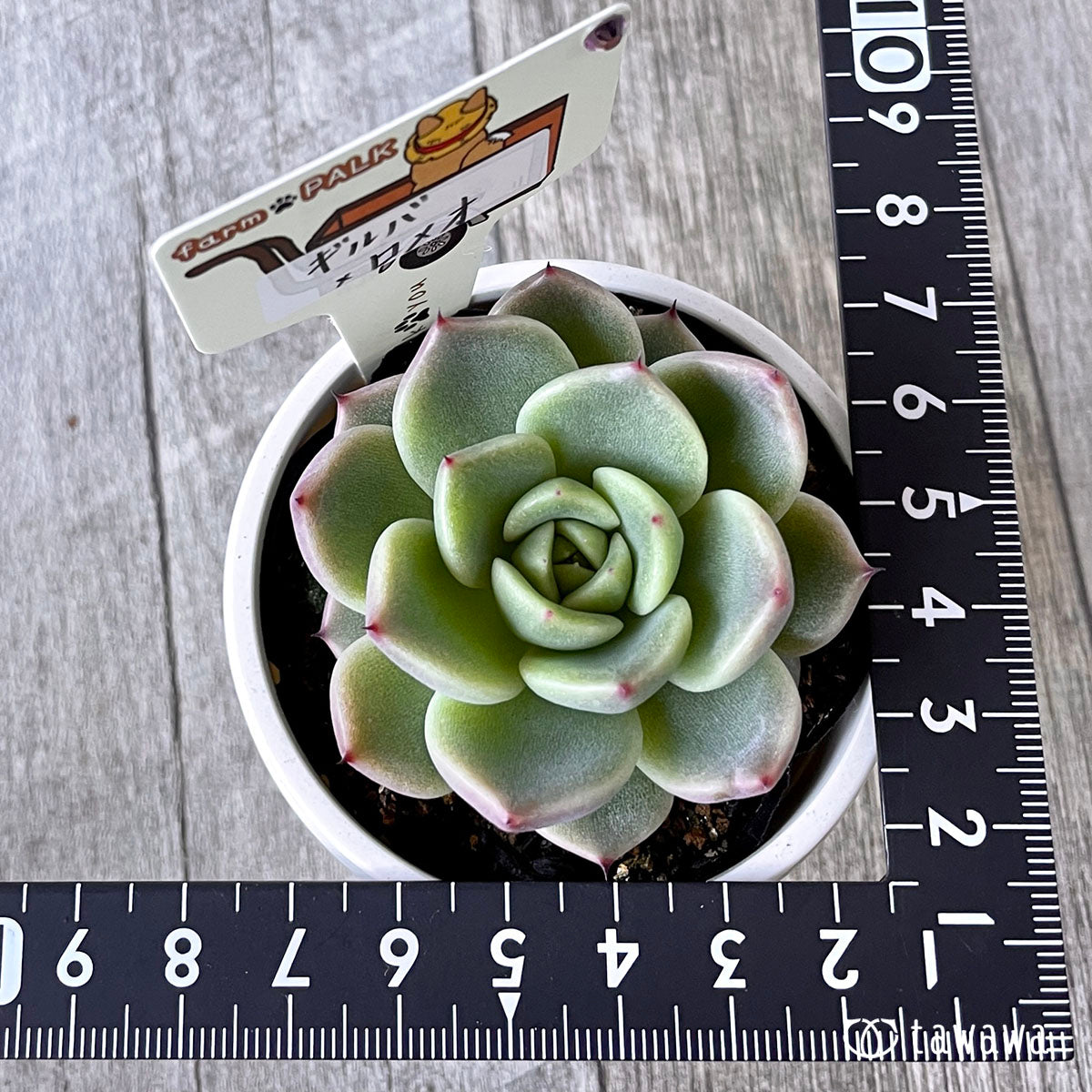 New Arrival* Star Mark