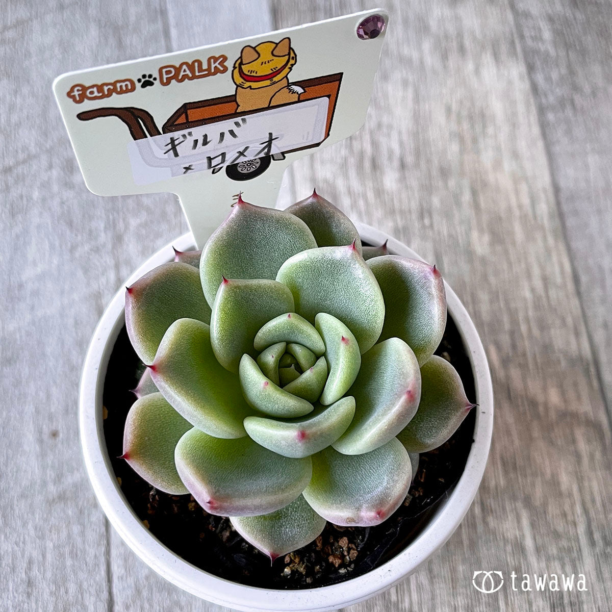 New Arrival* Star Mark