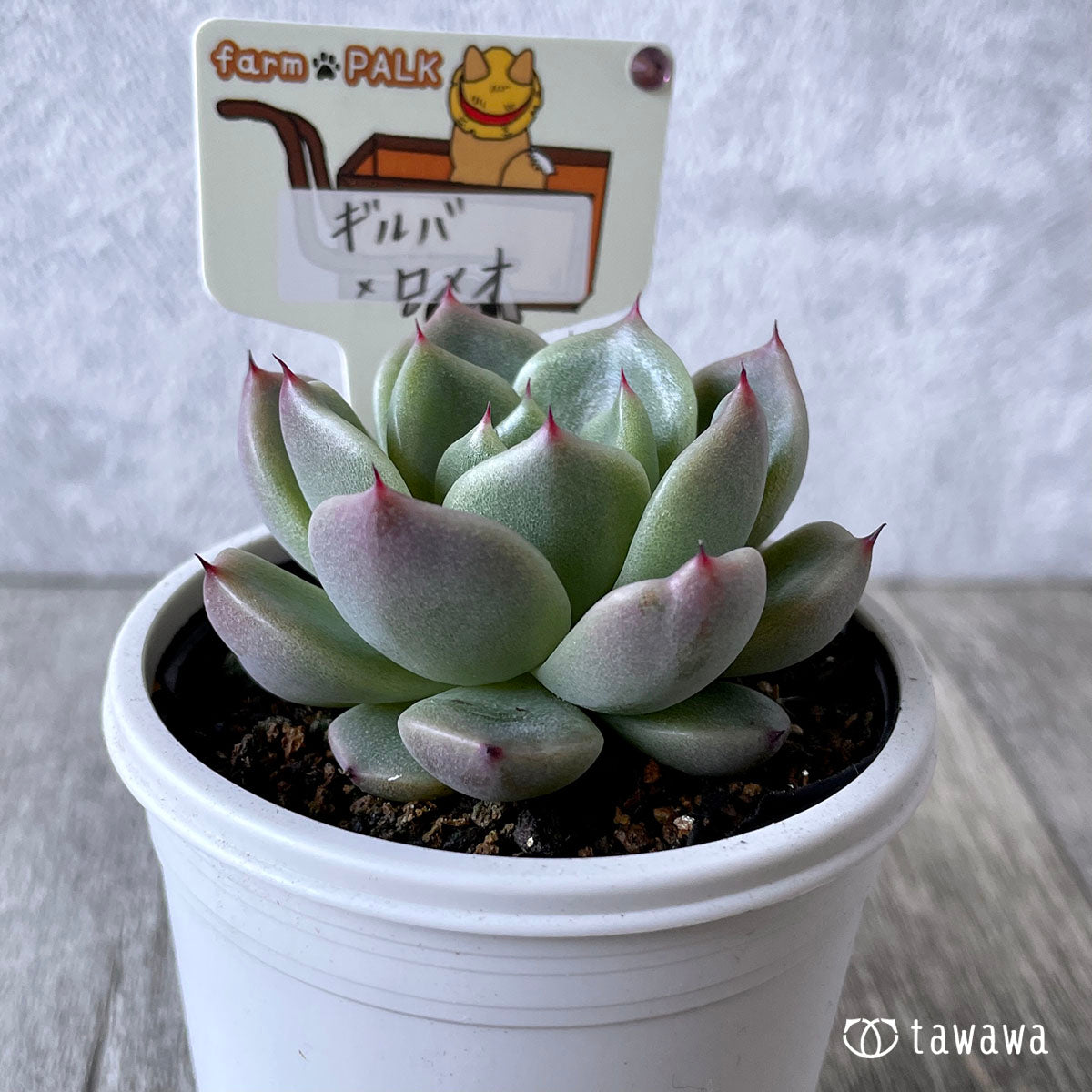 New Arrival* Star Mark