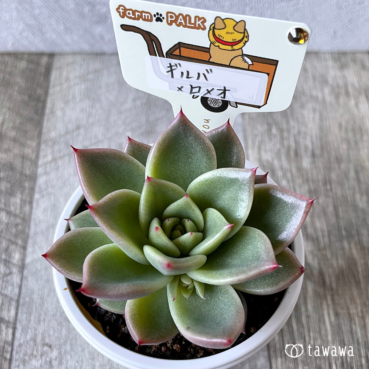 New Arrival* Star Mark