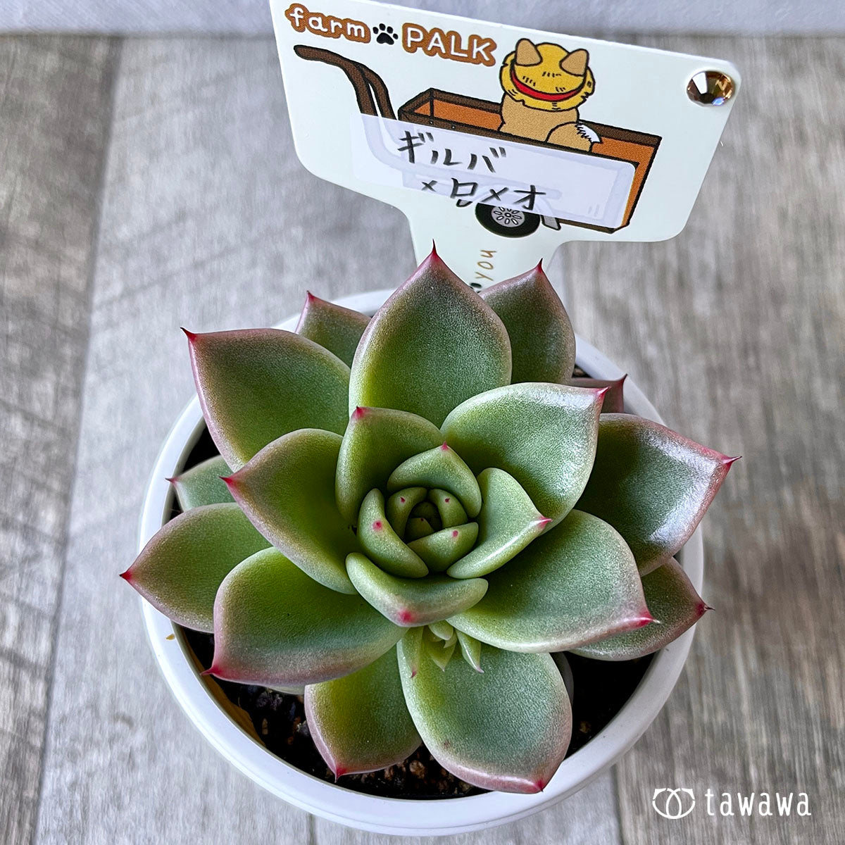New Arrival* Star Mark