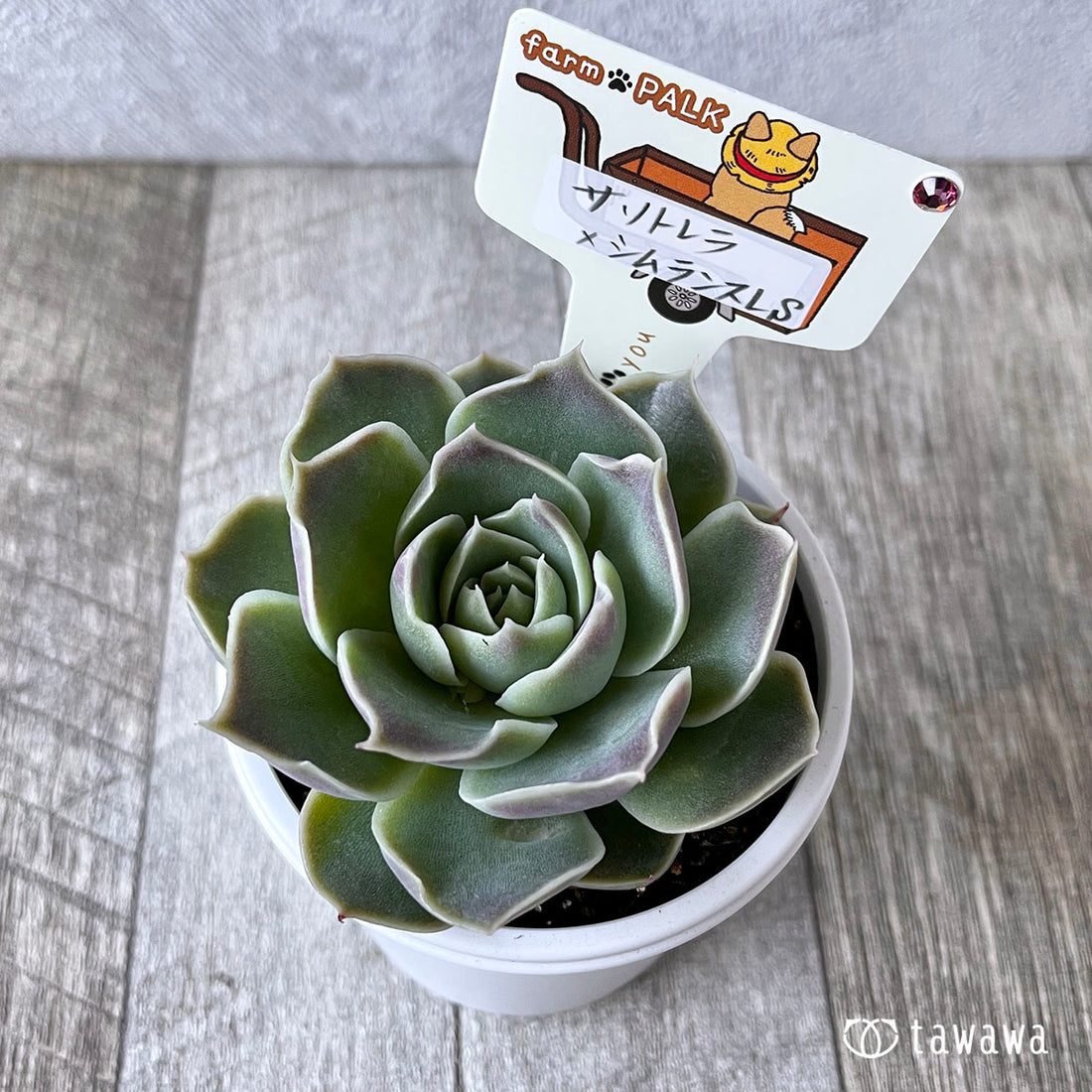 New Arrival* Star Mark