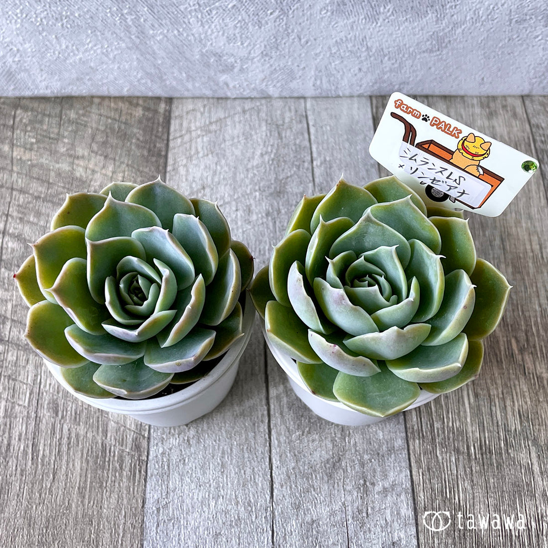 New Arrival* Star Mark