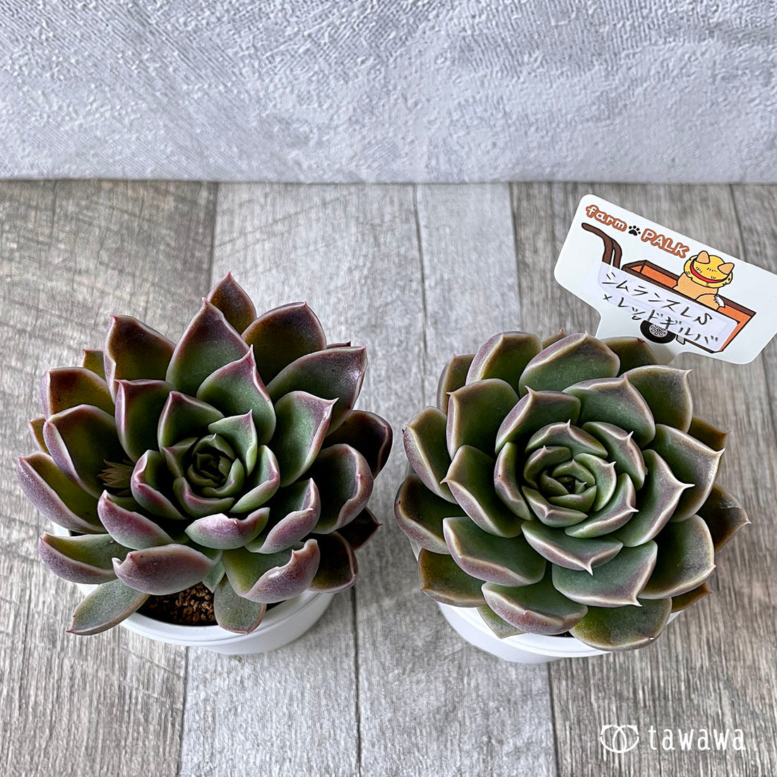 New Arrival* Star Mark