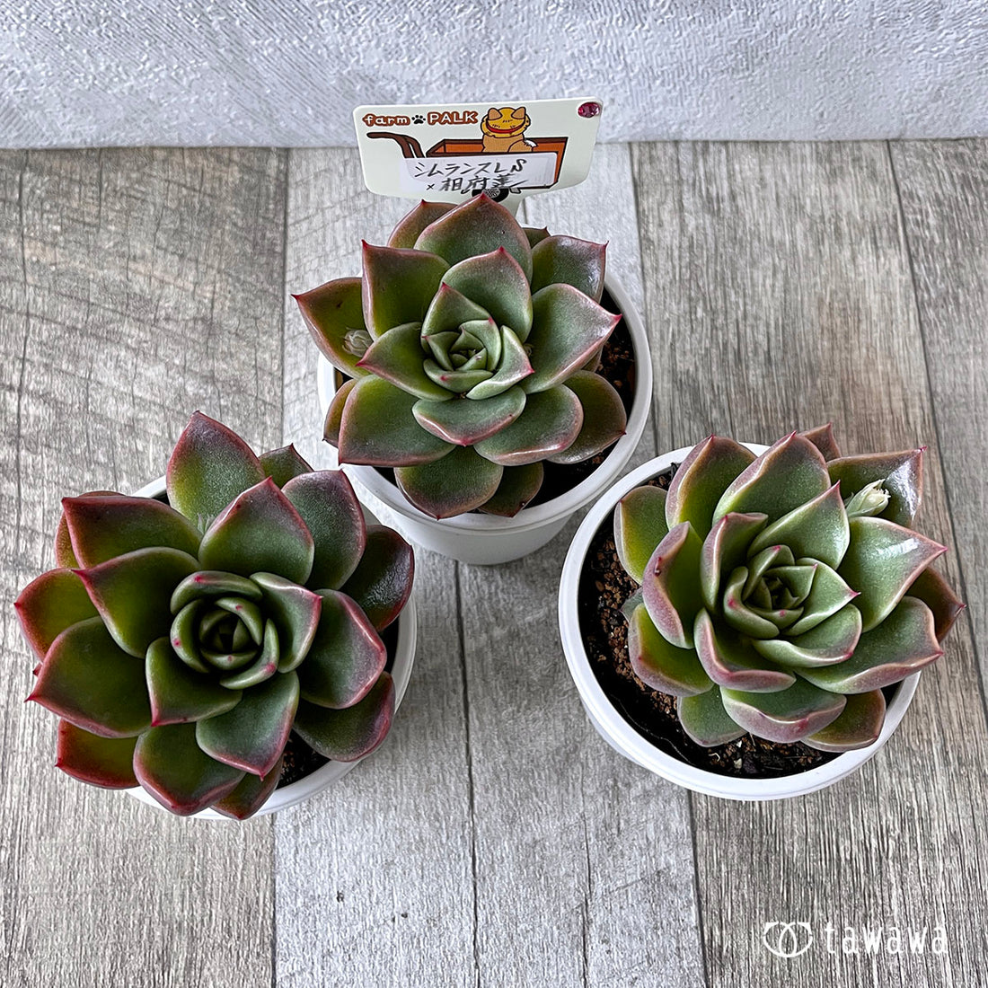 New Arrival* Star Mark