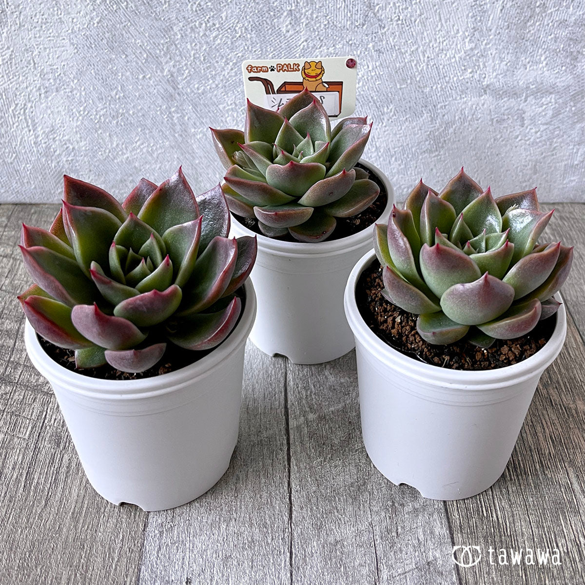New Arrival* Star Mark