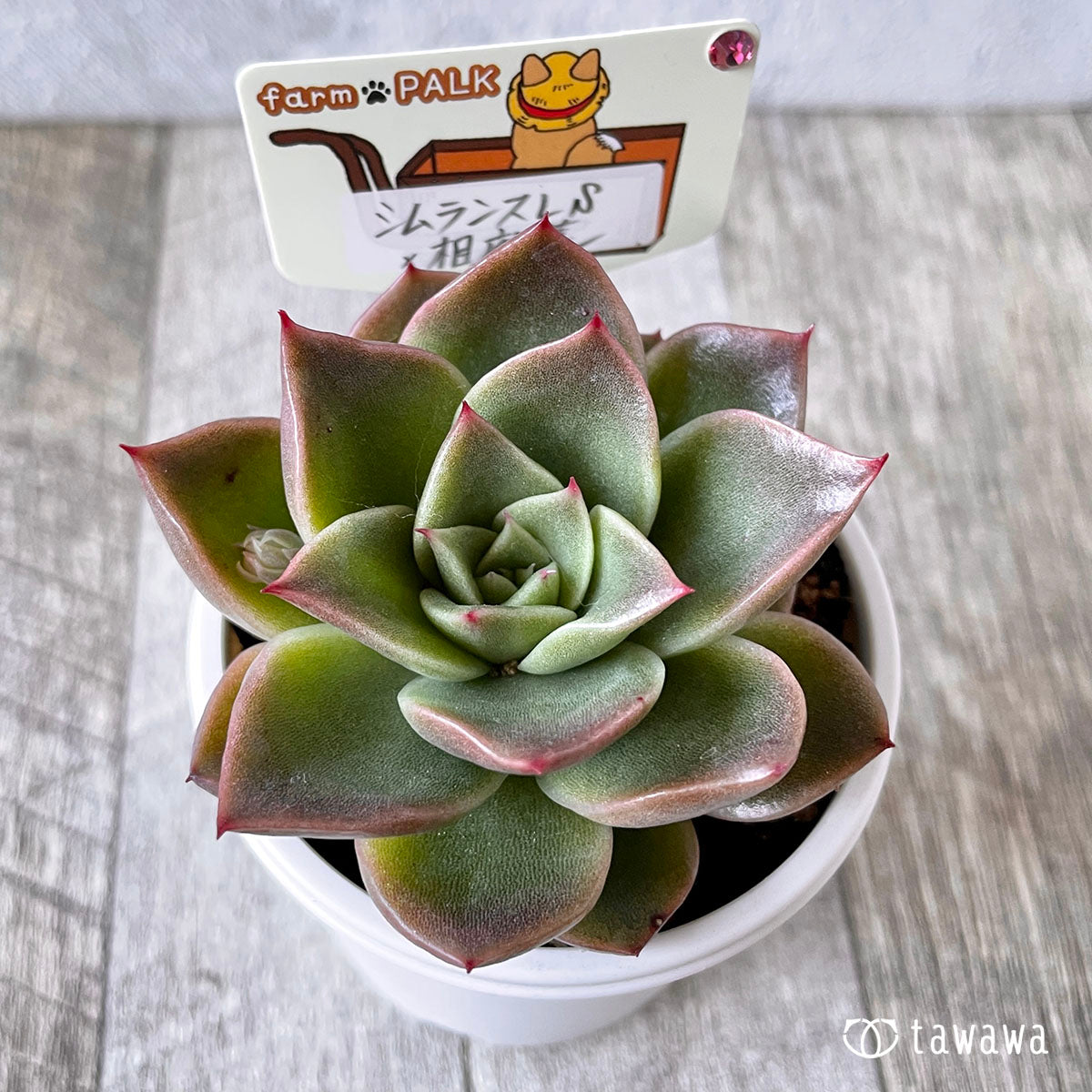 New Arrival* Star Mark