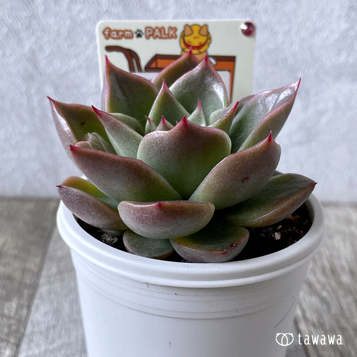 New Arrival* Star Mark