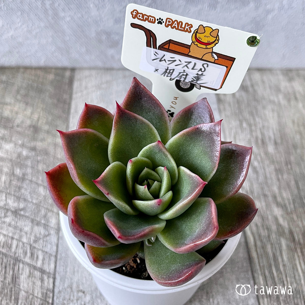New Arrival* Star Mark